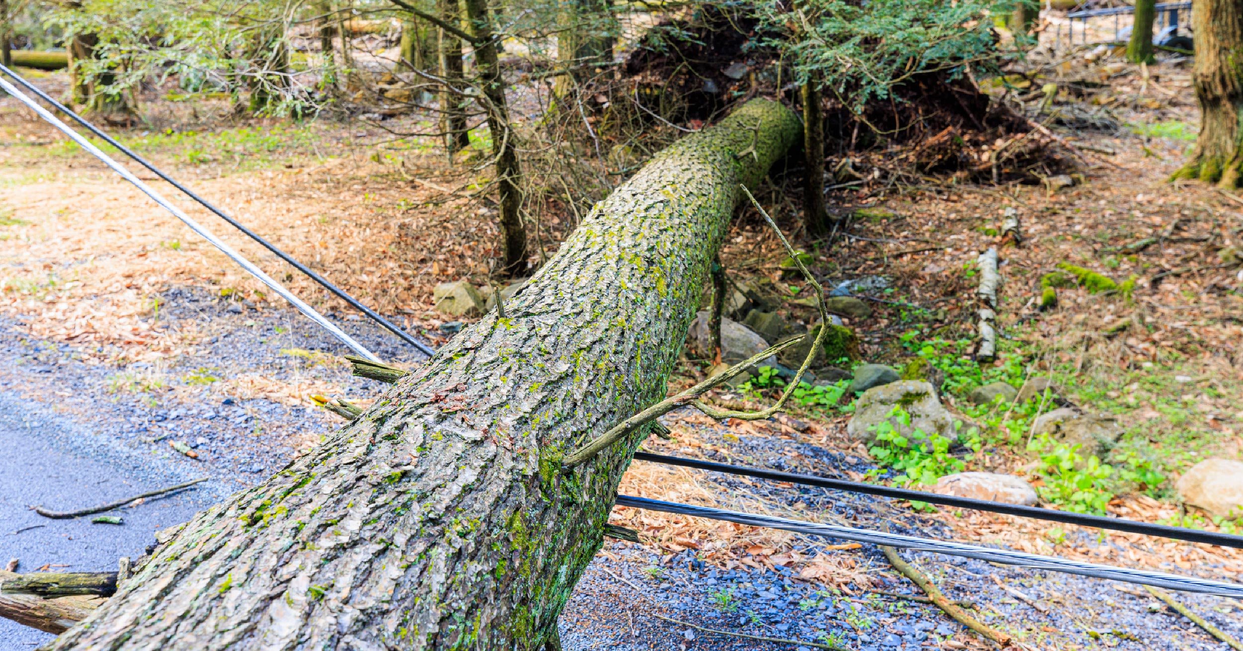 tree-on-phone-lines